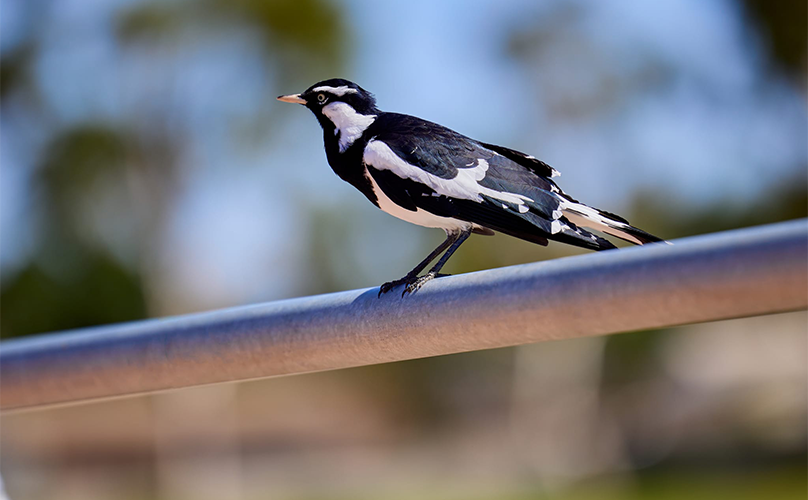 A Guide to Accessible Outdoor Handrail Design in Australia